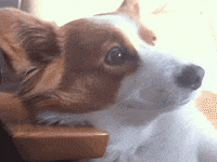 night house GIF