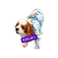 Cavalierkingcharlesspaniel Sticker