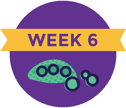 Pregnancy Baby Size Sticker by What to Expect