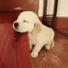 Tired Dog GIF by Respective