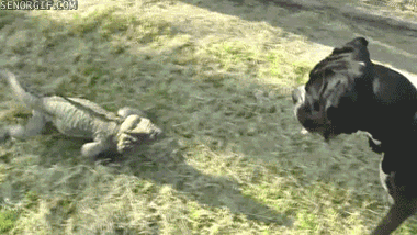 Dogs Chase GIF