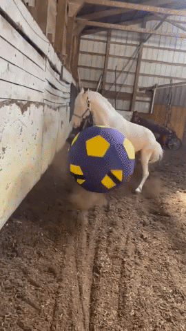 Energetic Horse is Extremely Excited to Play Ball