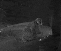 GIF by Paramount+