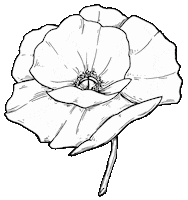 molarink art summer flower black and white Sticker