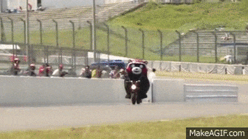 kumamon GIF