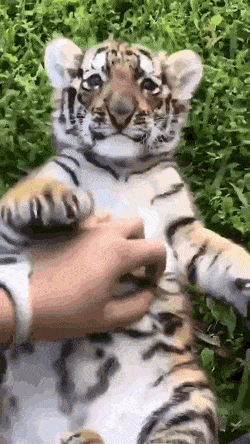 cuteanimalland giphyupload GIF