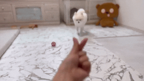 cuteanimalland giphyupload GIF
