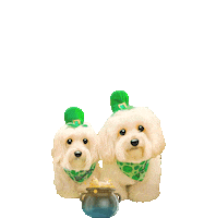 St Patricks Day Dog Sticker by HammyandBrody