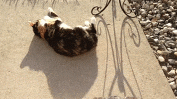 roll over calico cat GIF