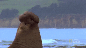 Elephant Seal GIF by Nat Geo Wild