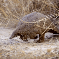 Pbs Nature Armadillo GIF by Nature on PBS