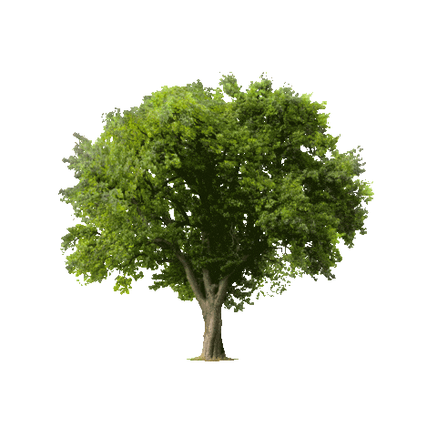 3D Tree Sticker by hubcollage