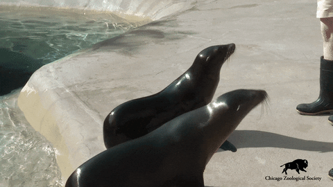 See Ya Swimming GIF by Brookfield Zoo