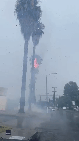 Lightning Strikes Palm Tree in Los Angeles Amid 'Unusual' Early Summer Thunderstorms