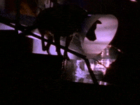 Kurt Cobain GIF by Nirvana