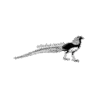 Black And White Illustration Sticker by The Wild Curiosity