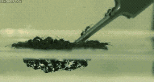 ants wtf GIF by Cheezburger