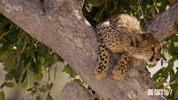 Season 2 Bo GIF by PBS