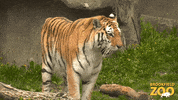 Cute Animals GIF by Brookfield Zoo
