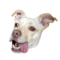 foxxyg dog crazy weird vibes Sticker