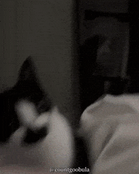 Shocked Cat GIF