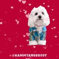 I Love You Dogs GIF by HammyandBrody
