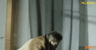 Anger Reaction GIF by SOFA vod
