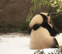 GIF by San Diego Zoo Wildlife Alliance