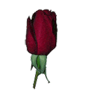bud STICKER