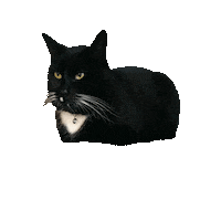 Eyes Bounce Sticker