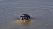GIF by Toby Keith