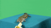 banana eating GIF