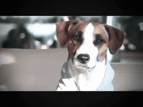 BasilSoda giphygifmaker puncho GIF