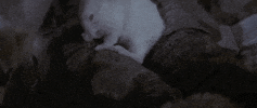 man in the wilderness bunny GIF by Warner Archive