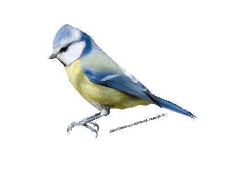 parcodeltapo giphyupload nature bird bike Sticker