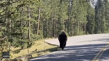 Bison Casually Strolls Down Road at Yellowstone