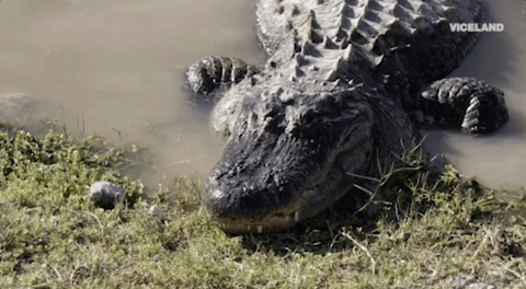 alligator GIF by Dead Set on Life