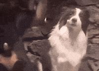 Dog Barking GIF