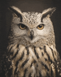 Bird Wow GIF