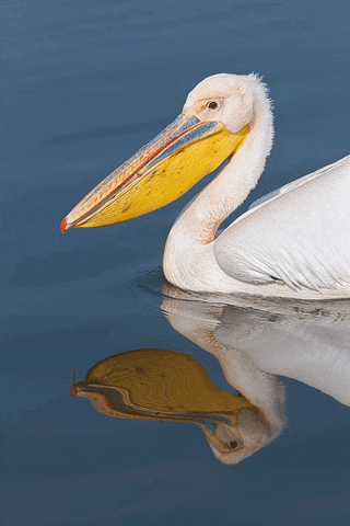 pelican GIF