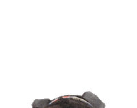 RobMathieson dog excited running follow Sticker