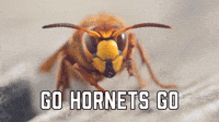 Go Hornets Go