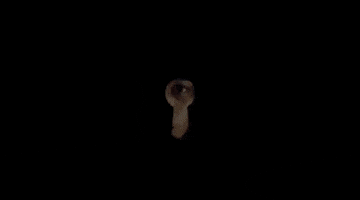 Mr Sandman Spy GIF by Signature Entertainment