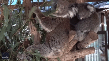 After Several Attempts, Determined Baby Koala Grabs Tasty Leaf