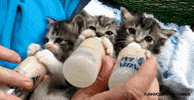 milk GIF