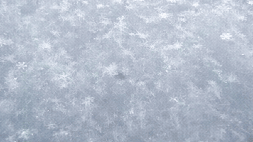 Christmas Branches and Vignettes and Titles Pack