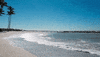 florida GIF