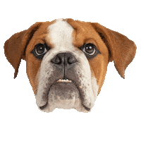 dog ray Sticker by Western Illinois University