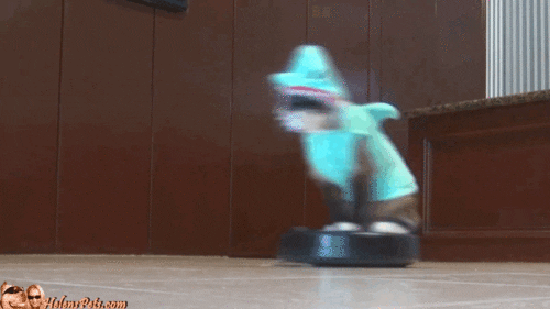 cat wtf GIF