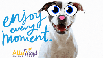 Dog Enjoy GIF by Atta Boy! Animal Care